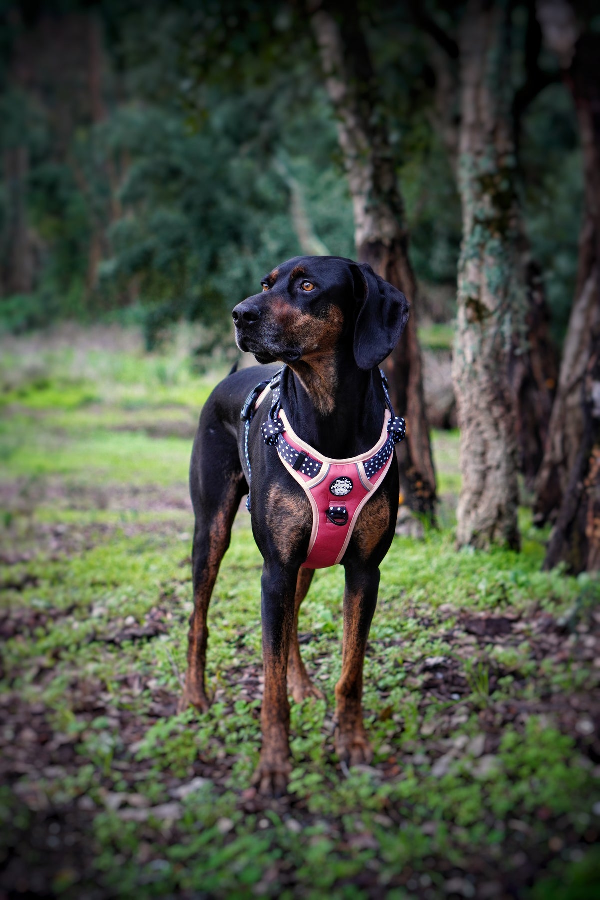 Comfort Trail harness DOTTIE CHIC