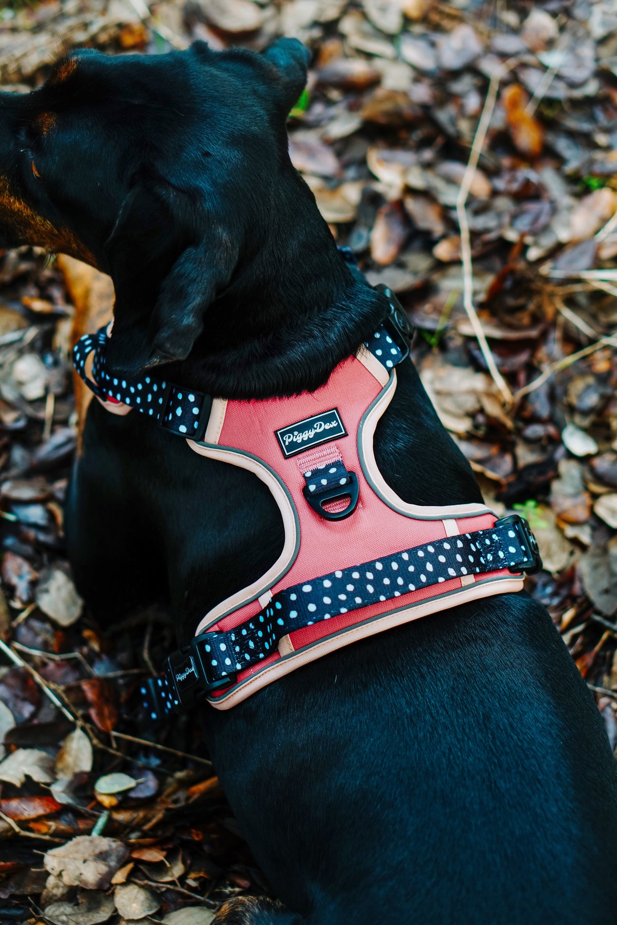 Comfort Trail harness DOTTIE CHIC