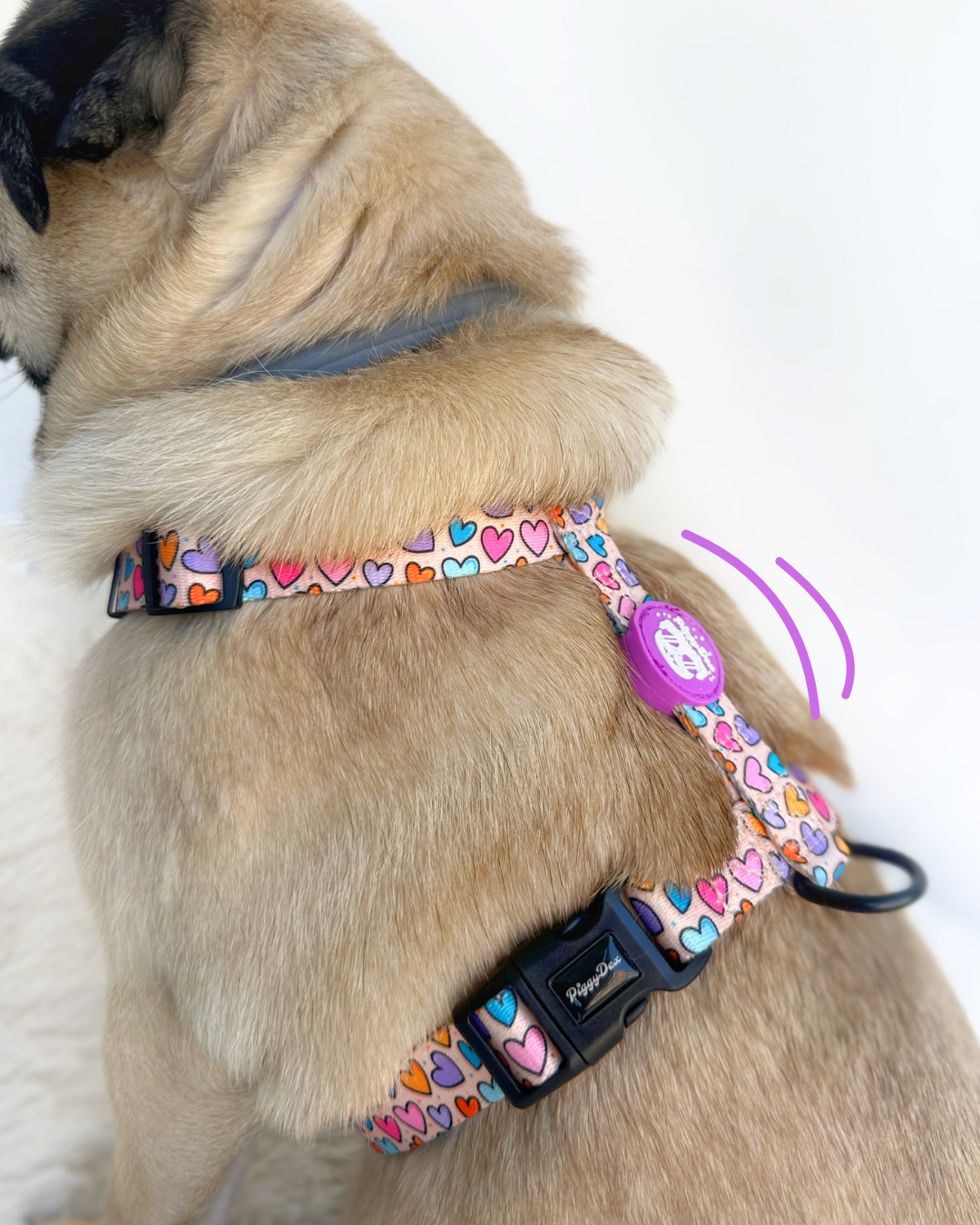 Pack H-harness + leash + poopbag holder HEARTS