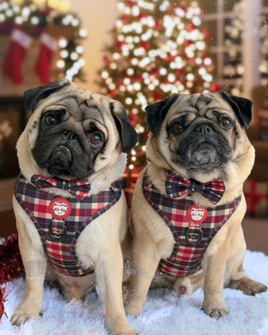 Adjustable harness PUMPKIN PATCH