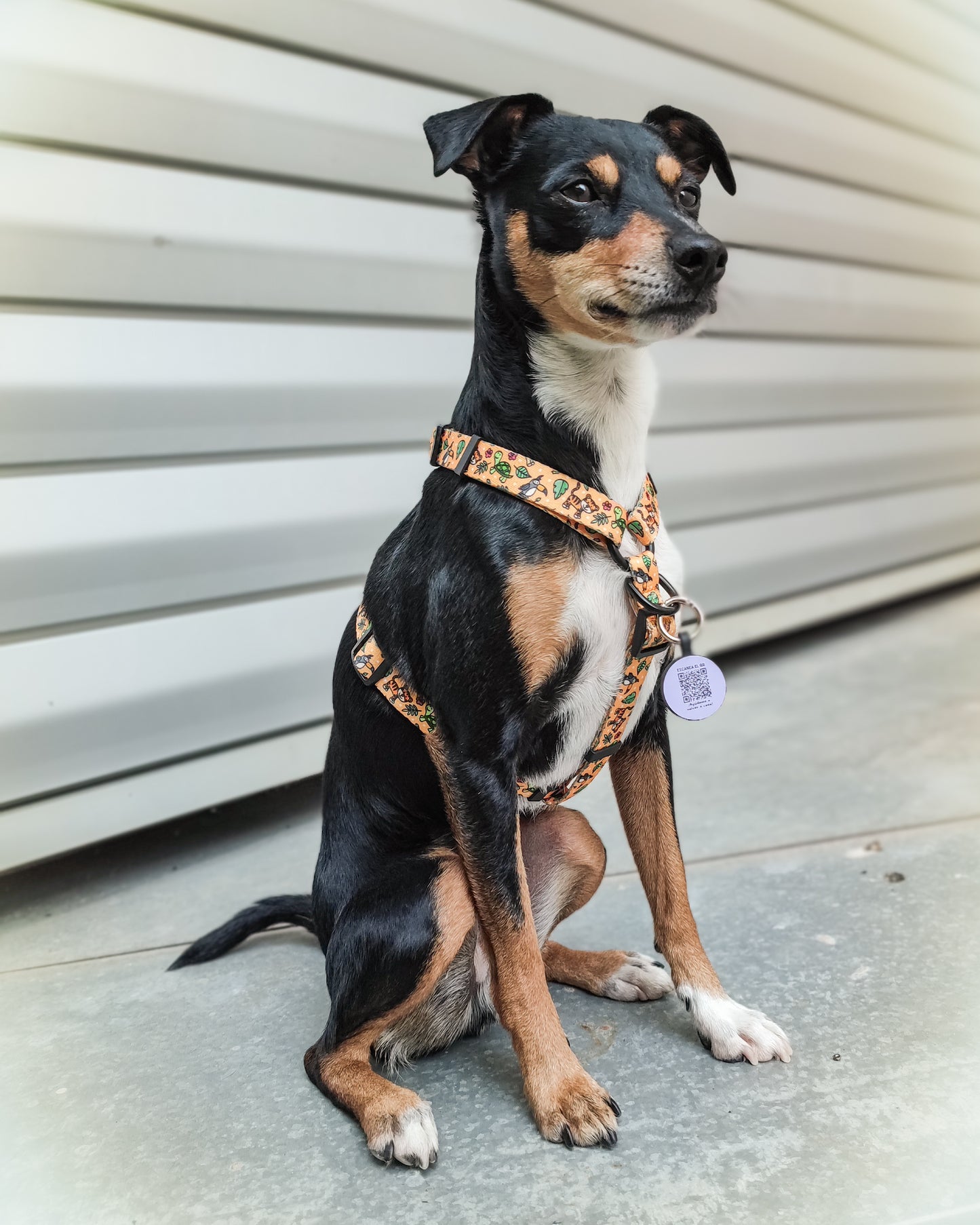 Pack H-harness + leash + poopbag holder IN THE JUNGLE