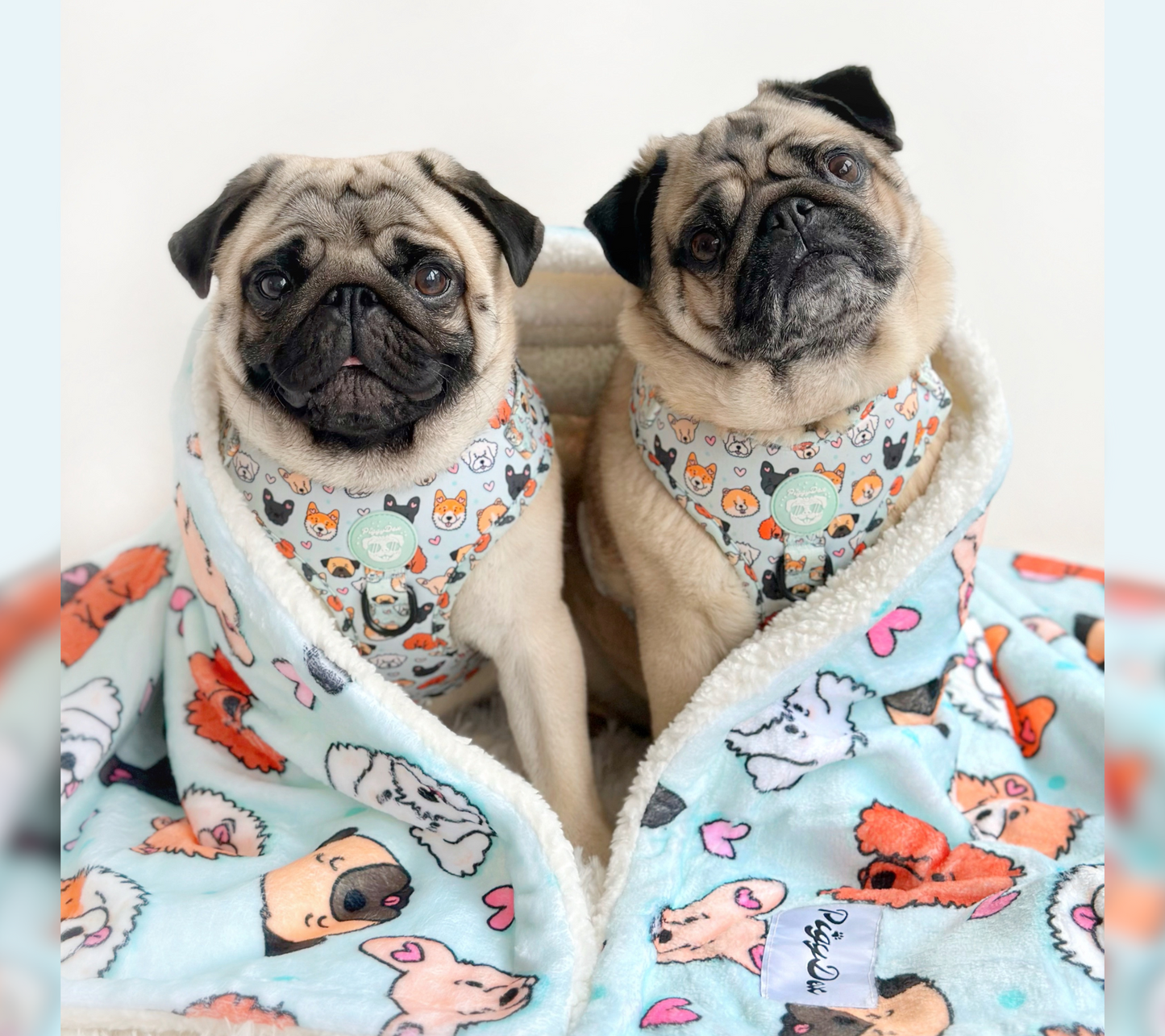 Manta DOGS