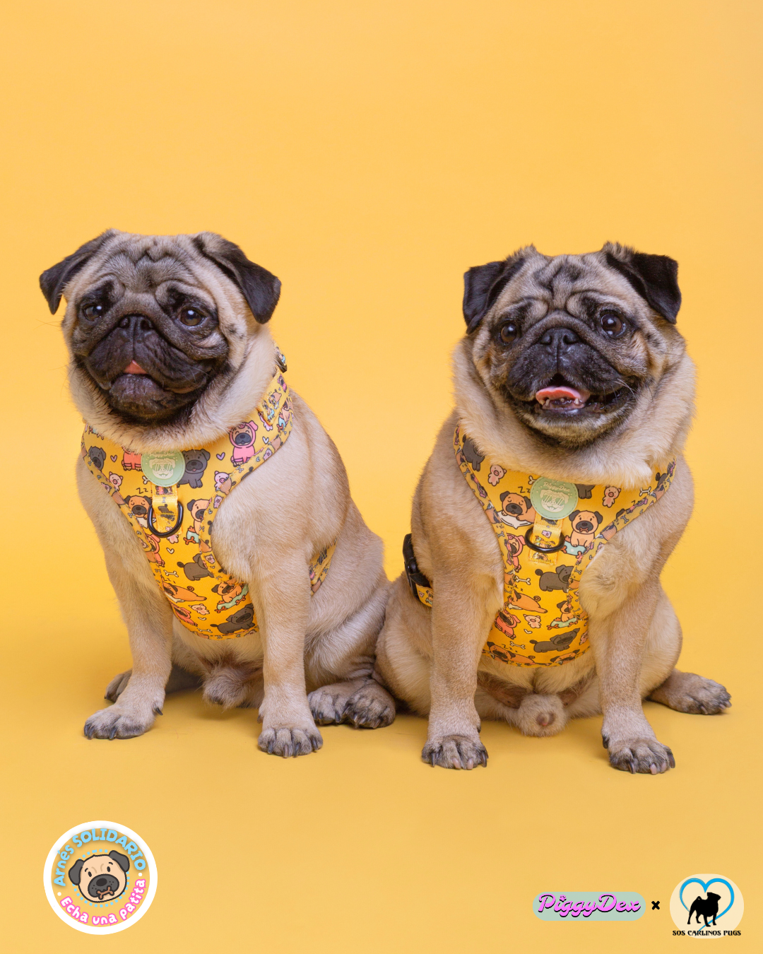 Arnés ajustable PUGS · Solidario