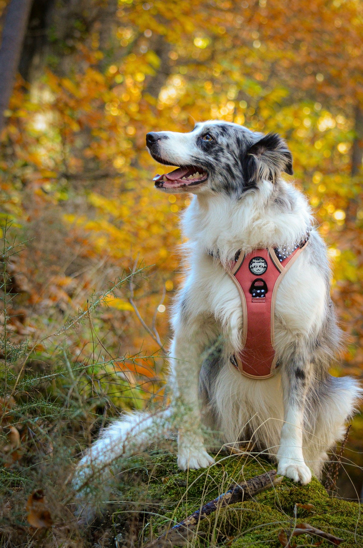 Comfort Trail harness DOTTIE CHIC