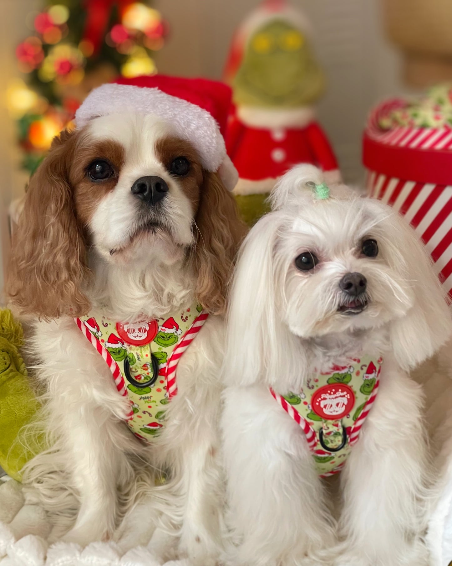 Adjustable harness PUMPKIN PATCH