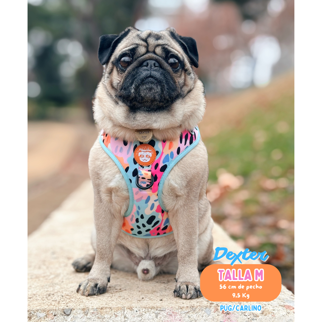 Pack harness + leash + poopbag holder DUNKIN DOGS