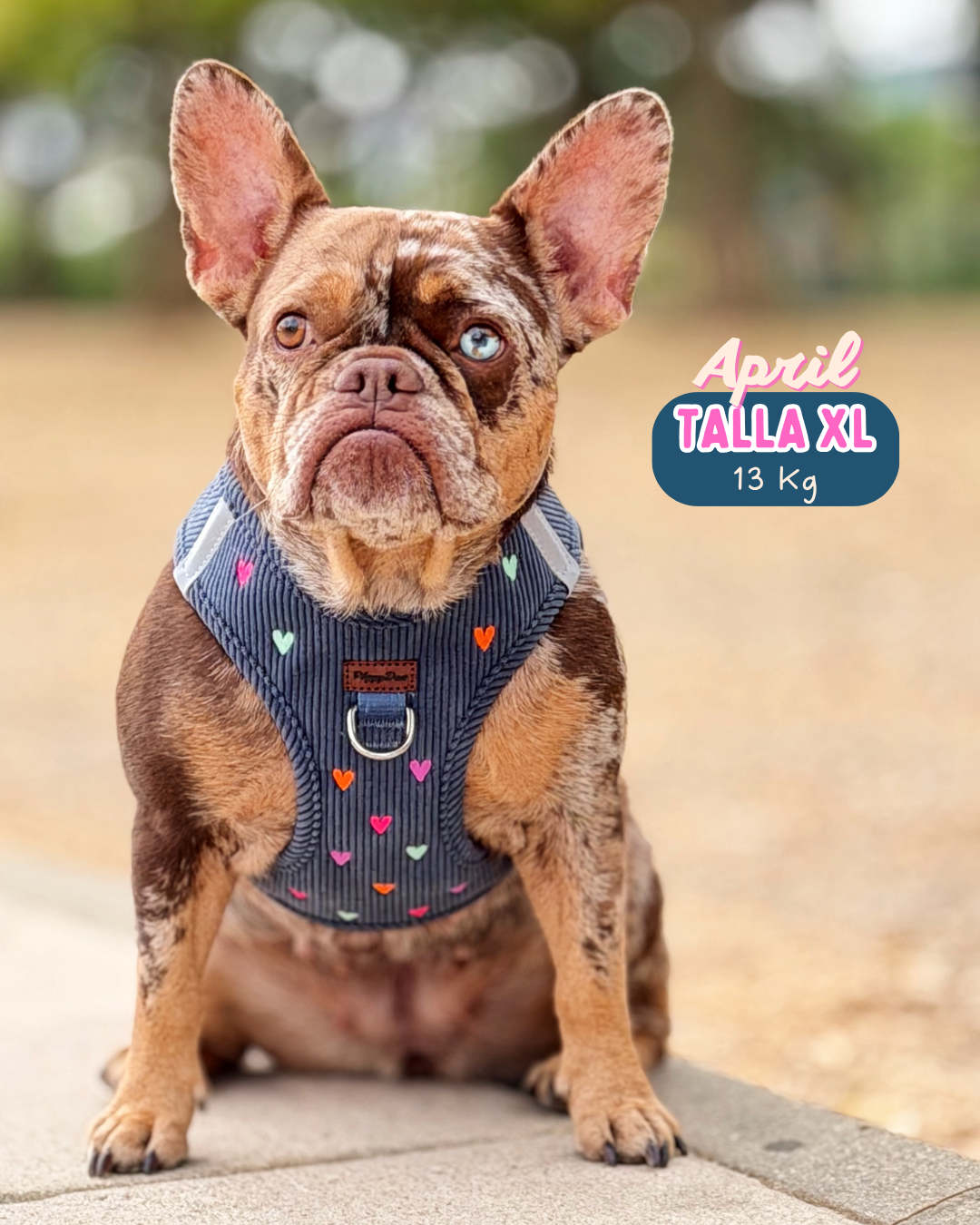 Step-in harness + leash + poopbag holder PANA LOVE