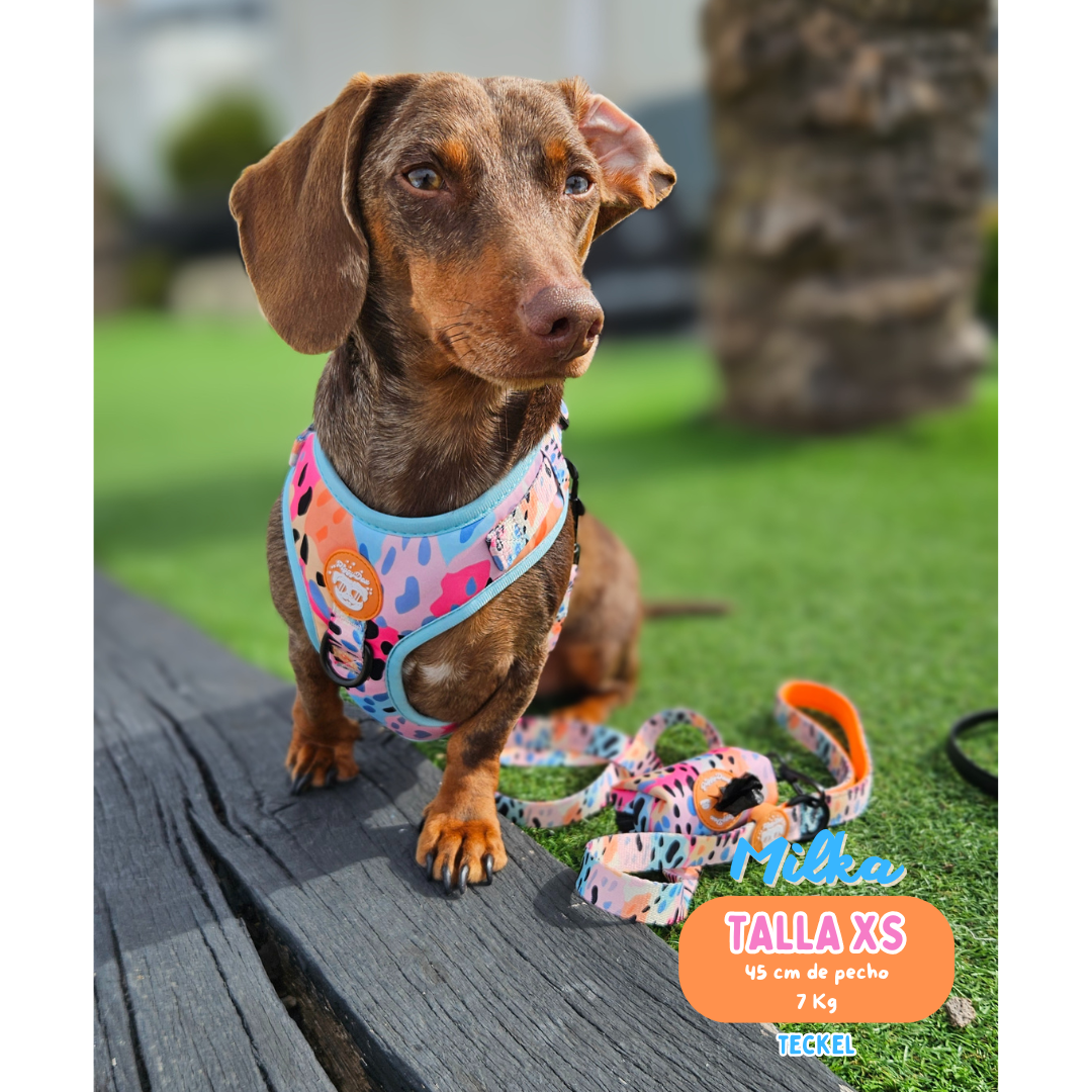 Pack harness + leash + poopbag holder DUNKIN DOGS