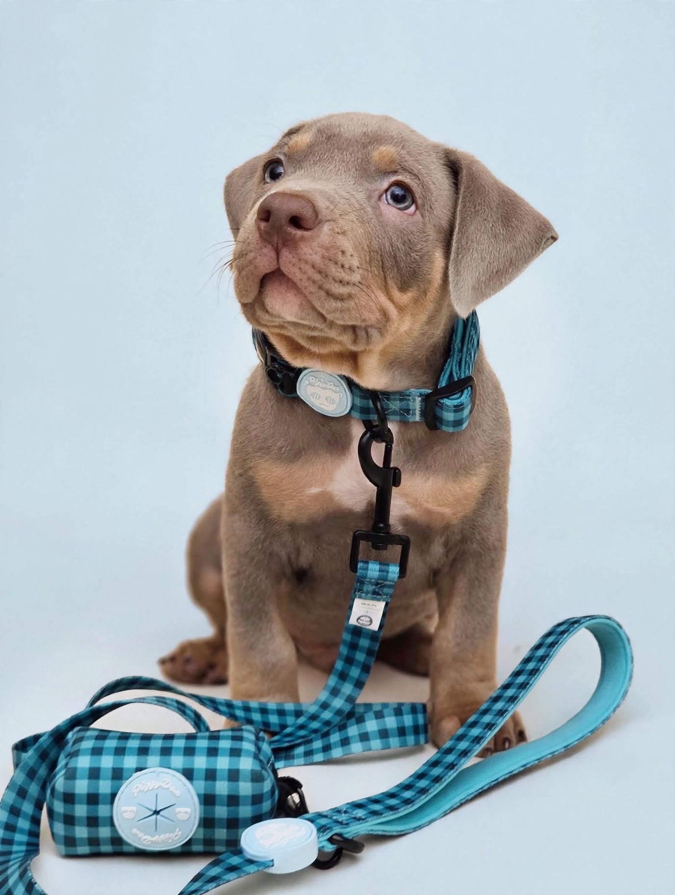 Collar VICHY AQUA