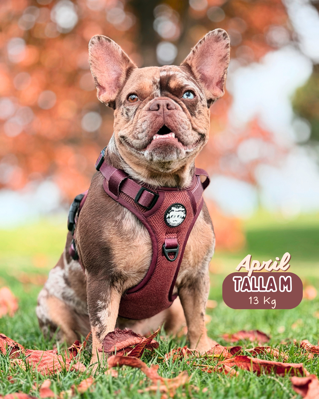 Comfort Trail harness TWEED