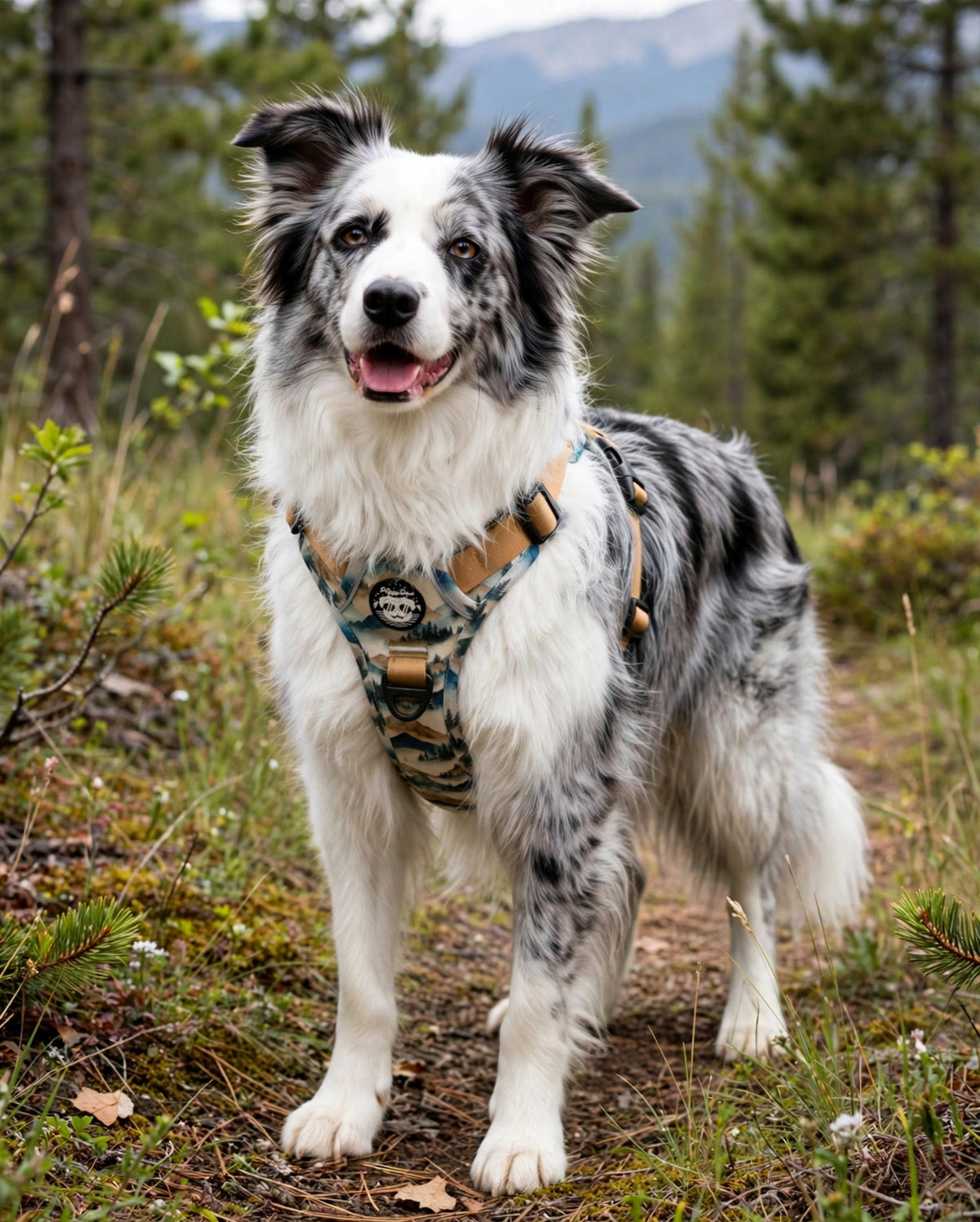Arnés Comfort Trail MOUNTAIN SPIRIT