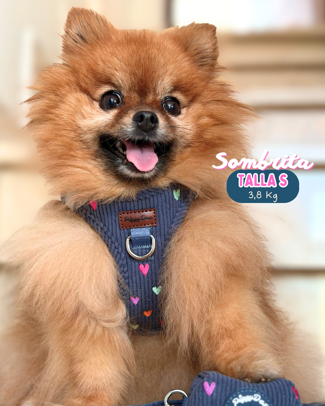 Step-in harness + leash + poopbag holder PANA LOVE