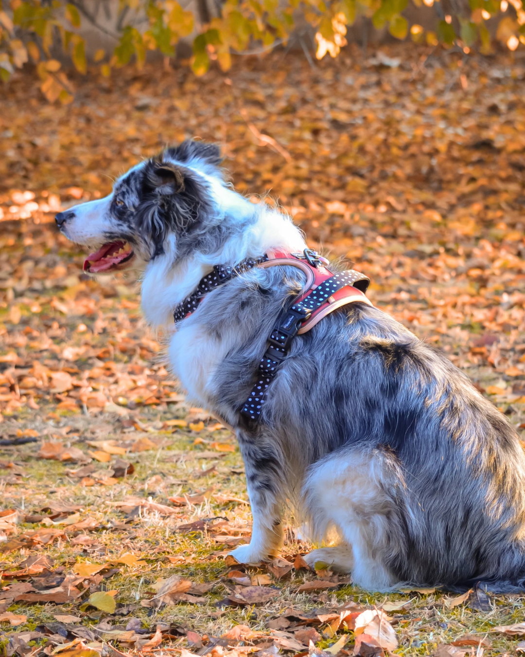 Arnés Comfort Trail DOTTIE CHIC