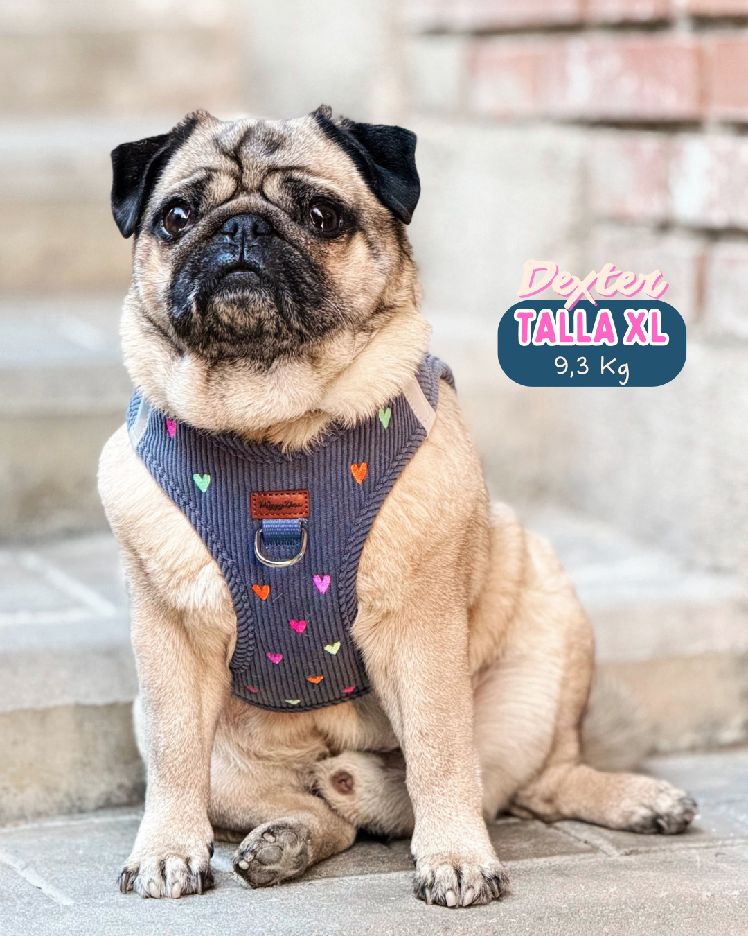 Step-in harness + leash + poopbag holder PANA LOVE