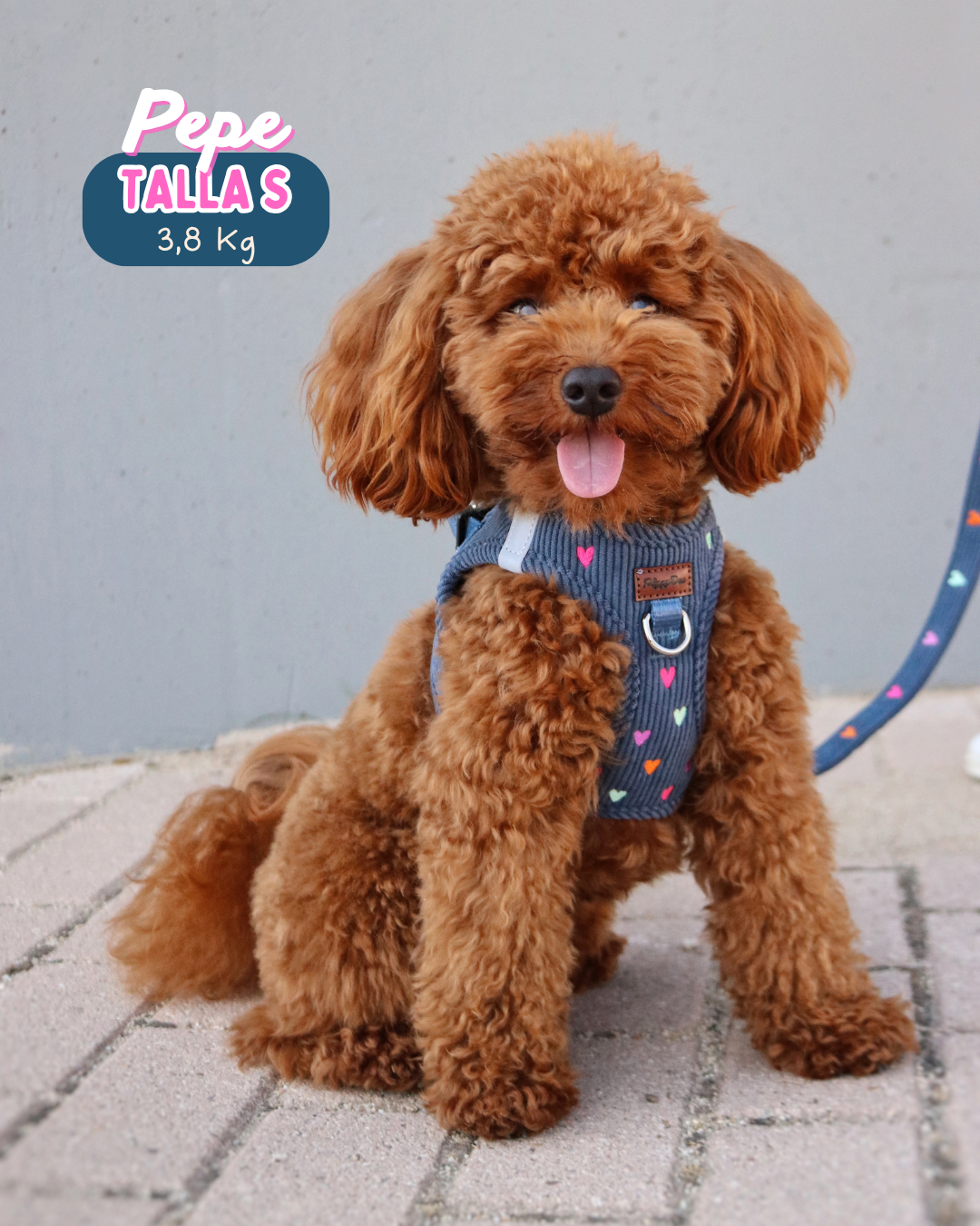 Step-in harness + leash + poopbag holder PANA LOVE
