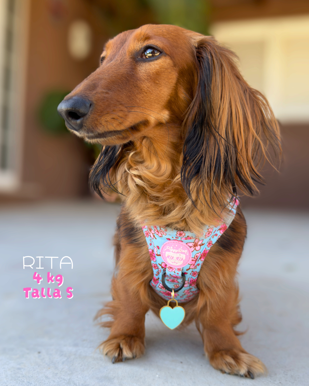 Step-in harness SAKURA