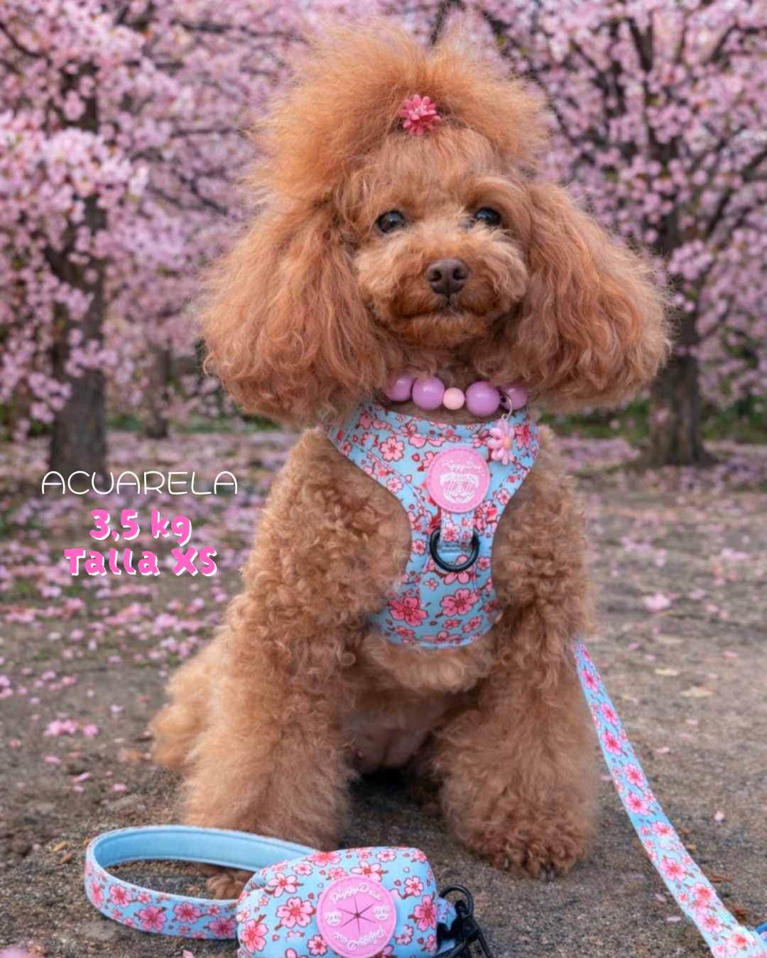 Step-in harness SAKURA