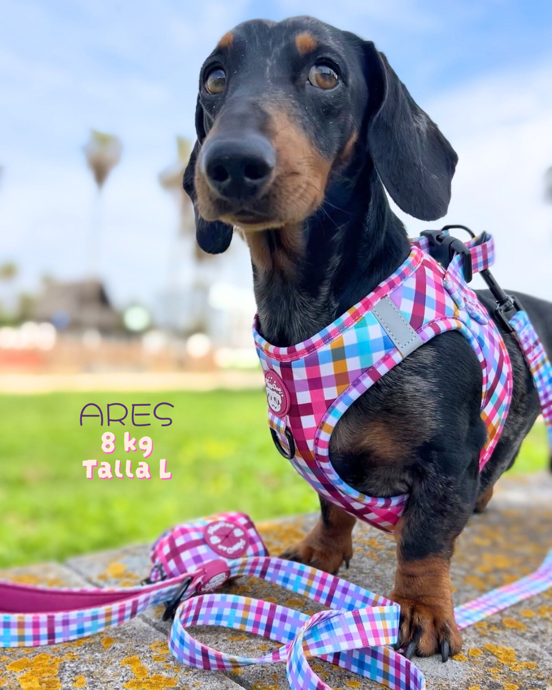 Step-in harness VICHY CONFETTI