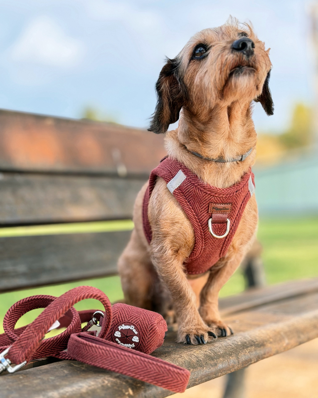 Leash TWEED