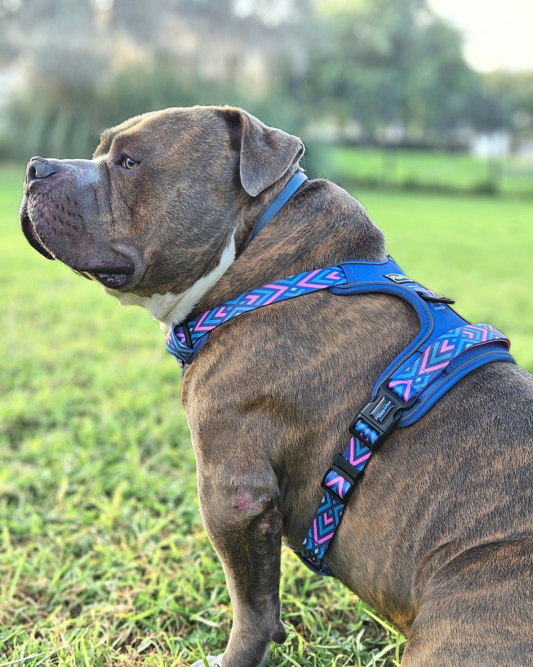 Comfort Trail harness MONKEYS