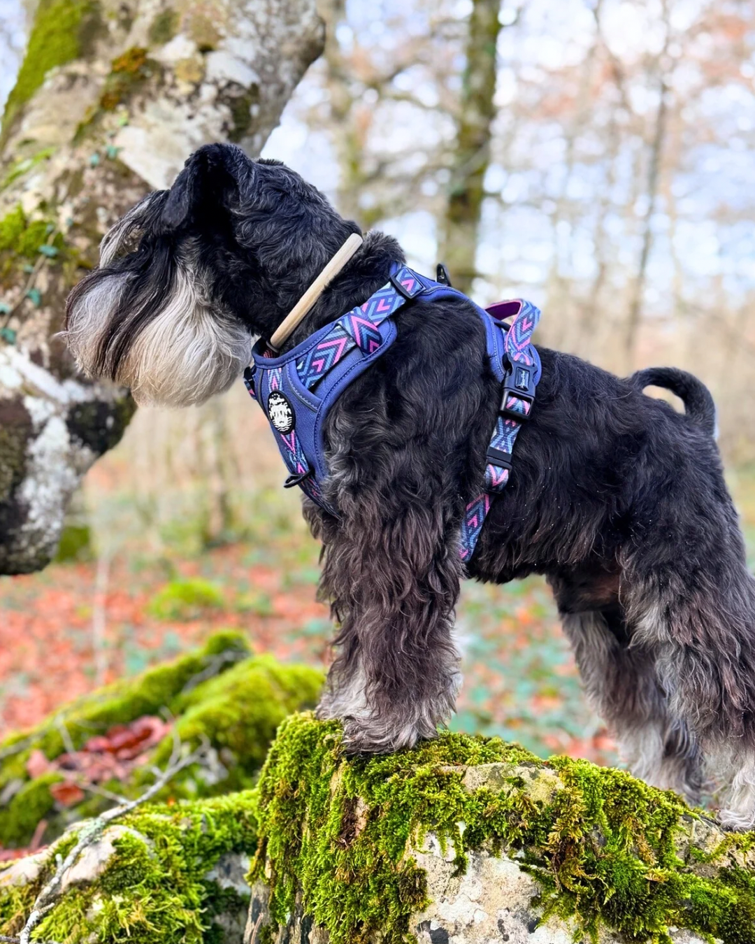 Comfort Trail harness MONKEYS