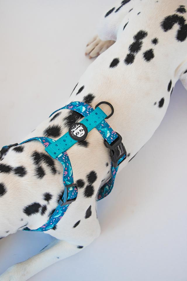 Arnés clásico en H para perro diseño dog harness