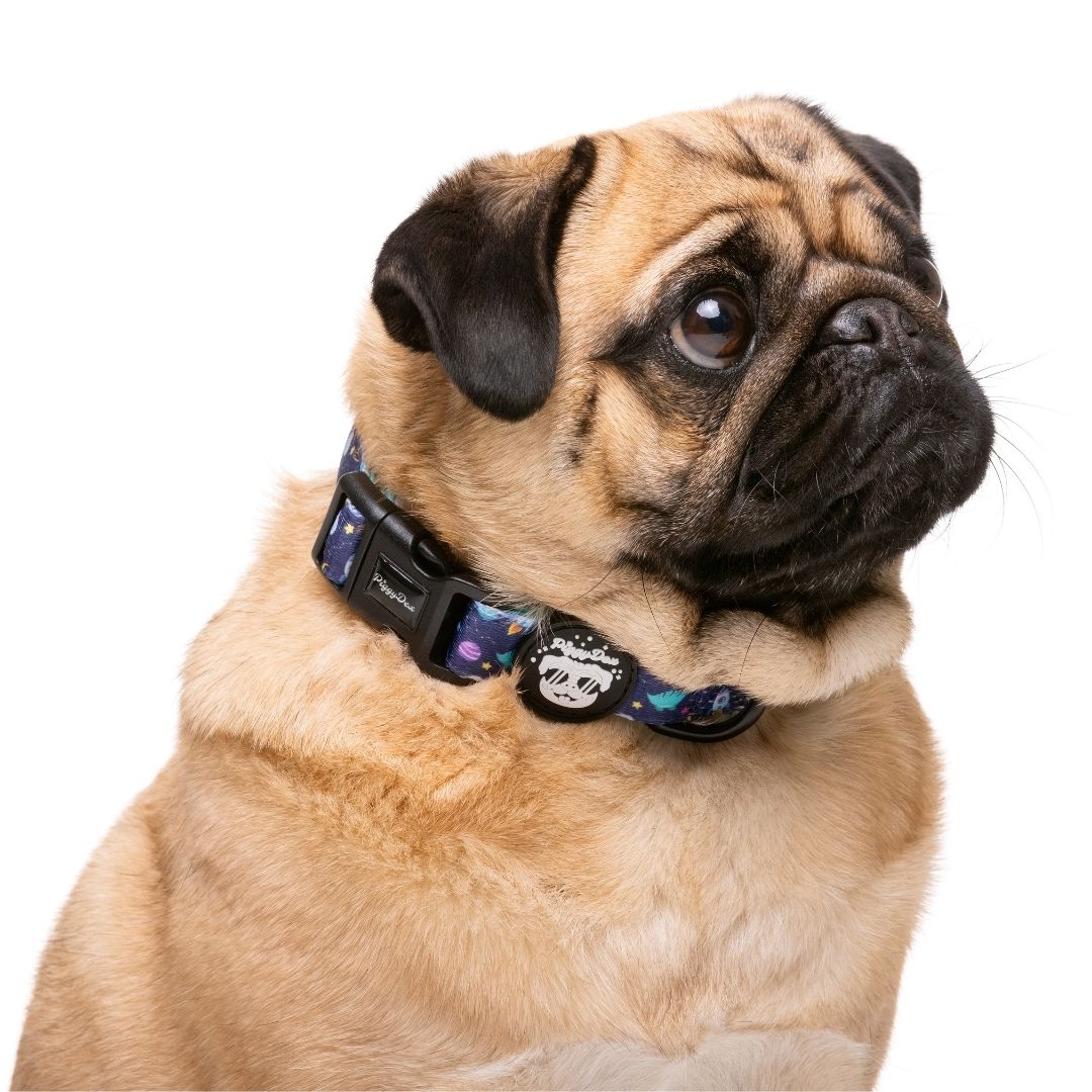 Collar ajustable diseño divertido perro elfotografodeperros