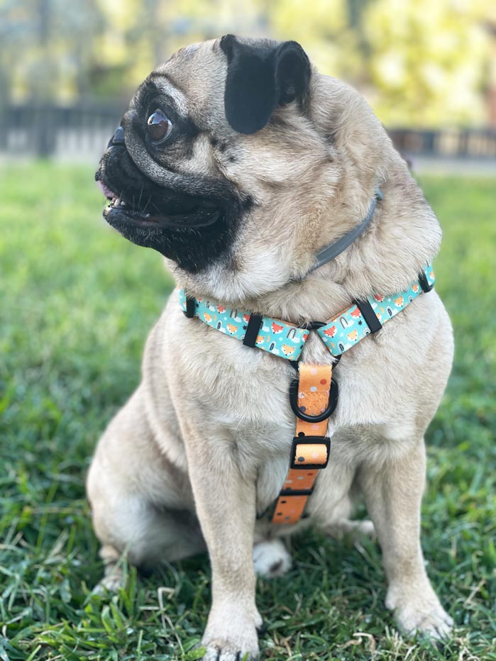 Carlino pug con arnés clásico antitirones